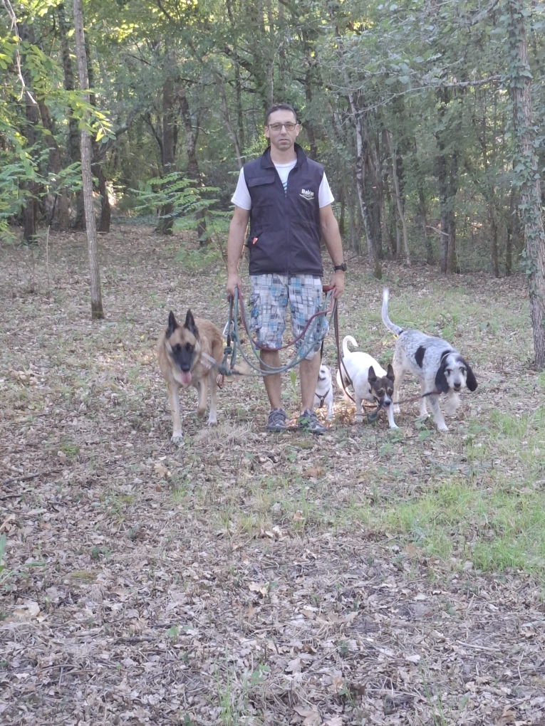 Éducateur canin marchant avec plusieurs chiens en forêt