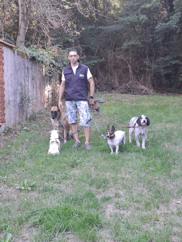 Groupe de chiens attentifs lors d'une séance en extérieur