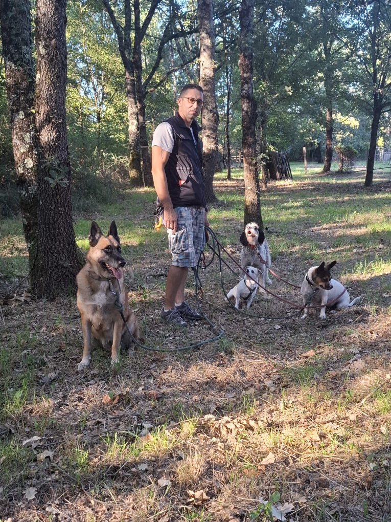 Éducateur canin avec plusieurs chiens en forêt